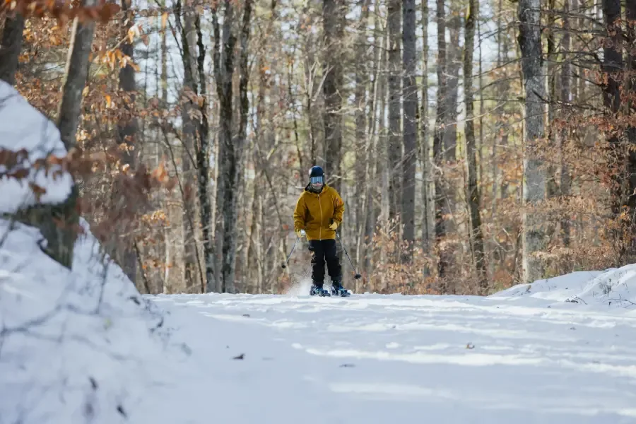 Forest Winter Path